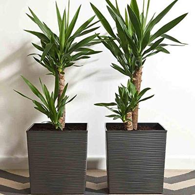 Siena Garden 600_50 Plantcontainer Kunststof Grafiet