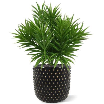 Peperomia Happy Bean boeket Peperomia Happy Bean boeket