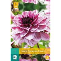 Dahlia creme de cassis - thumbnail