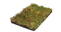 Plantenmat vasteplanten Vetkruid Sedum prijs per 1m2 cm Covergreen - Covergreen - thumbnail