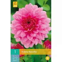 Dahlia rosella 1st bloembol zomer Dahlia JUB - Jub - thumbnail