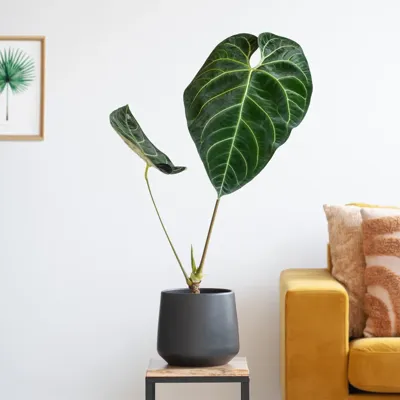 Anthurium Regale - P17