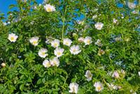 Hondsroos - thumbnail