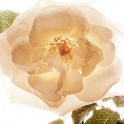 Burberry My eau de parfum - 30 ml Burberry My eau de parfum - 30 ml