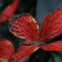 Vlindertak Oranje 60cm - thumbnail