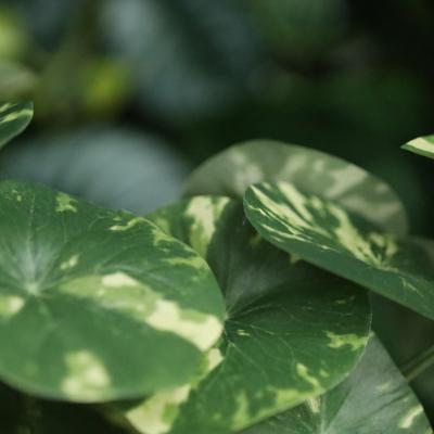 Stephania Erecta Kunstplant 23cm Bont