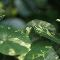 Stephania Erecta Kunstplant 23cm Bont - thumbnail