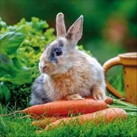 Konijnen Kalender 2026 - thumbnail