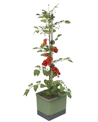 Gusta Garden - Tom Tomato - Tomatenplantenbak met watertank