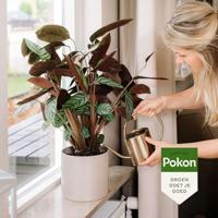 Pokon kamerplantenvoeding 500 ml - thumbnail