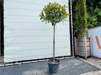 Photinia - Bol op stam - thumbnail