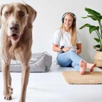 Hunter EIBY hondenbank, vuilafstotend, Easy Clean-technologie, onderhoudsarm, M, grijs - thumbnail