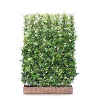 Toscaanse jasmijn mobilane kant en klaar haag - thumbnail