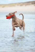 BZ TPR HSP VLIEG BOEI RD 28 - thumbnail