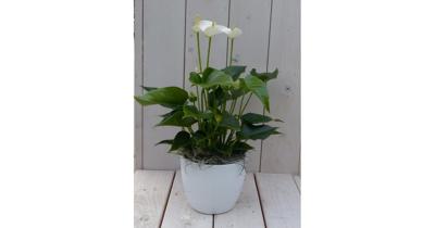 Flamingoplant Anthurium wit in witte pot 40 cm Warentuin Natuurlijk - Warentuin natuurlijk