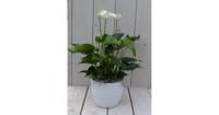Flamingoplant Anthurium wit in witte pot 40 cm Warentuin Natuurlijk - Warentuin natuurlijk - thumbnail