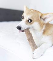 Petstages dogwood durable stick - thumbnail