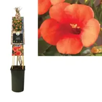 Oranje Trompetbloem (Campsis tagliabuana "Madame Galen") klimplant 70 cm - thumbnail