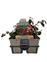 Dwergmispel (cotoneaster dammeri) bodembedekker - 6-pack - 1 stuks - thumbnail