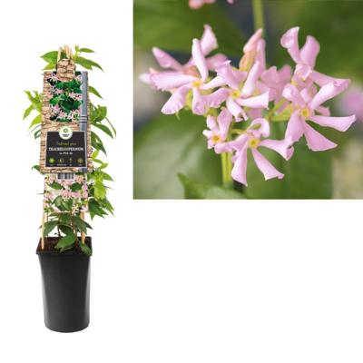 Klimplant Trachelospermum as. Pink Air 75 cm Trachelospermum Japanse sterjasmijn Van der Starre - Van der starre Klimplant Trachelospermum as. Pink Air 75 cm Trachelospermum Japanse sterjasmijn Van der Starre - Van der starre