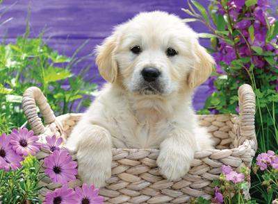 Ravensburger Schattige Golden Retriever Ravensburger Schattige Golden Retriever