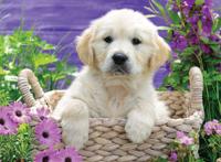 Ravensburger Schattige Golden Retriever - thumbnail