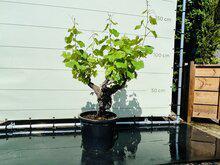 Druivenboom - Op oude stam Druivenboom - Op oude stam