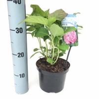 Hydrangea Macrophylla "Bouquet Rose" boerenhortensia - thumbnail