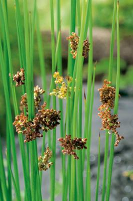 2 stuks! Juncus effusus Spiralis potmaat P9 Pitrus Moerings - Moerings