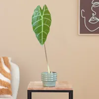 Alocasia Watsoniana - P6 - thumbnail