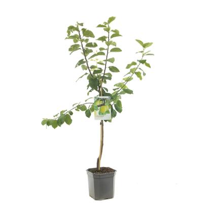 Prunus domestica Ontario Pruim laagstam fruitplant Fruithof - Fruithof Prunus domestica Ontario Pruim laagstam fruitplant Fruithof - Fruithof