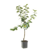 Prunus domestica Ontario Pruim laagstam fruitplant Fruithof - Fruithof - thumbnail