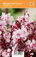 V.I.P.S. Gaura lindheimerii ''Gaudi Pink'' - prachtkaars P9 - thumbnail