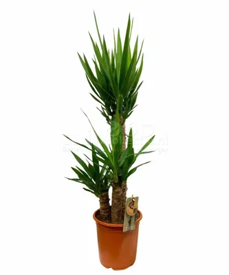 Palmlelie - Yucca 90cm