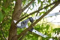 Felco Takkenschaar | lengte 600 mm | snijvermogen 35 mm | gewicht 885 g | 1 stuk - Felco 211-60 Felco 211-60 - thumbnail