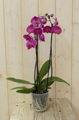 Vlinderorchidee Twee Takken roze 60 cm Phalaenopsis Warentuin Natuurlijk - Warentuin natuurlijk Vlinderorchidee Twee Takken roze 60 cm Phalaenopsis Warentuin Natuurlijk - Warentuin natuurlijk