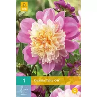 Dahlia Take off - thumbnail