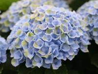 Hortensia - thumbnail
