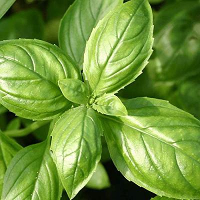 Basilicum zaden Sweet Aroma 2 F1 BIO - thumbnail