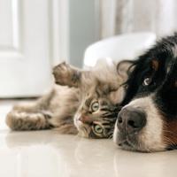 Happy Pet haarverwijderaar rubber assorti - thumbnail