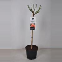 Rozen Aprikola op stam Abrikoos - 3 stuks - thumbnail