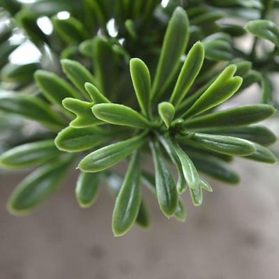 Crossostephium kunsttak 45cm - UV bestendig Crossostephium kunsttak 45cm - UV bestendig