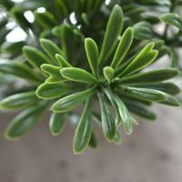 Crossostephium kunsttak 45cm - UV bestendig - thumbnail