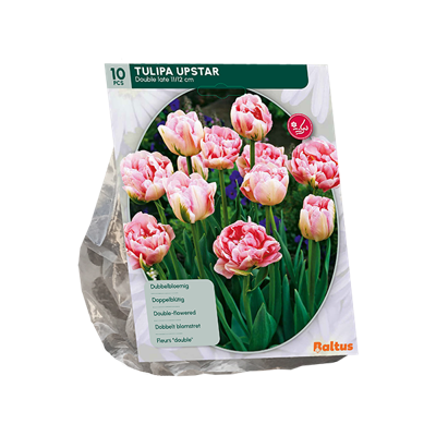 Tulp
