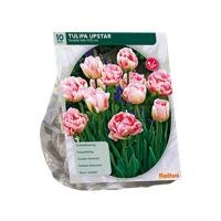 Tulp - thumbnail