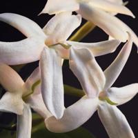 Rabanne - Paco Rabanne Olympea Parfum Spray Eau de Parfum 30 ml Dames - thumbnail