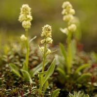 Speick Men Active Scheercrème - thumbnail