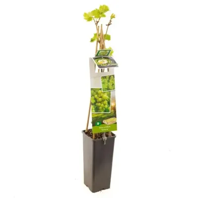 Witte druif (vitis vinifera "Solaris") fruitplanten