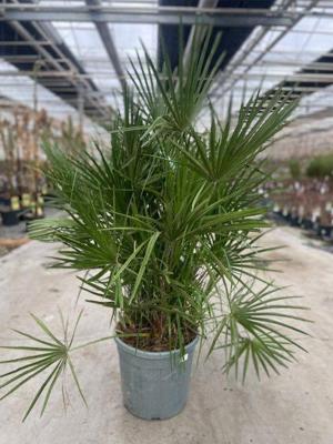 Chamaerops humilis 25 liter pot Oosterik Home - Oosterik home Chamaerops humilis 25 liter pot Oosterik Home - Oosterik home