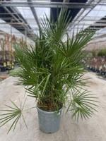 Chamaerops humilis 25 liter pot Oosterik Home - Oosterik home - thumbnail